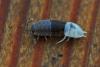 Porcellio scaber